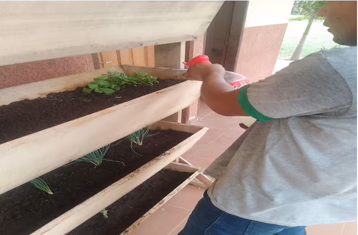 Proyecto: Huerto Vertical en Hortalizas de Hojas en Espacios Reducidos