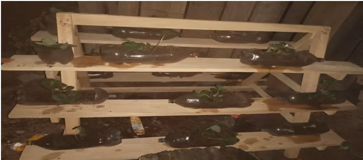 Proyecto: Cultivo de la Frutilla Con Técnicas Innovadoras