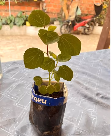 Proyecto: Sabdari: Producción Asegurada