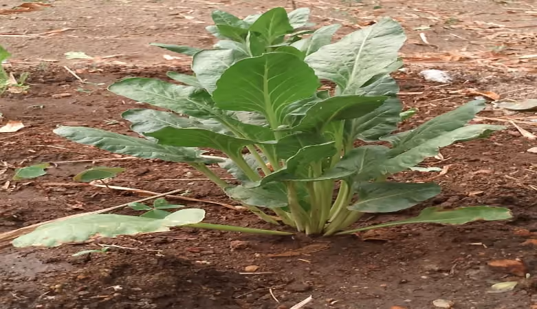 Proyecto: Producción de Hortalizas de Hoja de Manera Orgánica