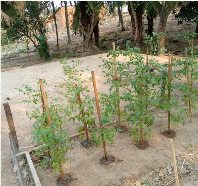 Proyecto: Implementación de Plantas Aromáticas de Cilantro y Orégano Para la Elaboración de Fungicidas